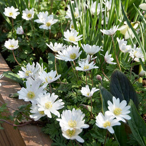 Anemone Bulb Grecian Blanda White Splendour Windflower Each