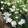 Anemone Bulb Grecian Blanda White Splendour Windflower Each