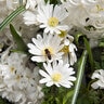 Anemone Bulb Grecian Blanda White Splendour Windflower Each