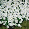 Anemone Bulb Grecian Blanda White Splendour Windflower Each