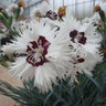 Dianthus X Star Single Stargazer Pinks 1 gal. Container