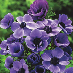 Anemone Bulb Coronaria Mr Fokker Windflower Each