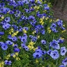 Anemone Bulb Coronaria Mr Fokker Windflower
