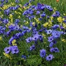 Anemone Bulb Coronaria Mr Fokker Windflower