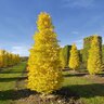 Ginkgo Biloba Golden Globe Maidenhair Tree 2 in. Caliper Ball and Burlap