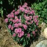 Monarda Didyma Petite Delight Bee Balm 1 gal. Container