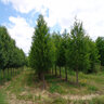 Taxodium distichum Shawnee Brave Bald Cypress 3 in. Caliper Ball and Burlap