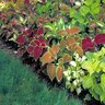 Coleus scutellarioides Coleus 18 Count Flat