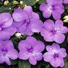 Impatiens Violet Impateins 18 Count Flat