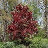 Acer Palmatum Bloodgood Japanese Maple Specimen 6 ft. Height Ball and Burlap