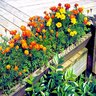 Tagetes Patula French Marigold 18 Count Flat