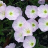 Oenothera Speciosa Siskiyou Sundrops 1 gal. Container