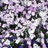 Petunia X Hybrida Wave Misty Lilac Spreading Petunia