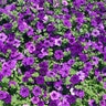 Petunia X Hybrida Easy Wave Blue Spreading Petunia 10 in. Hanging Basket