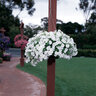 Petunia X Hybrida Easy Wave White Spreading Petunia 10 in. Hanging Basket