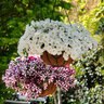 Petunia X Hybrida Easy Wave White Spreading Petunia 10 in. Hanging Basket