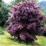 Acer Palmatum Moonfire Japanese Maple 7 ft. Height Ball and Burlap
