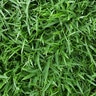 Zoysia Sod Empire Zoysiagrass (per sq. ft.)