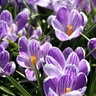 Crocus Bulb Vernus King of Striped Large Flowering Crocus