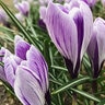 Crocus Bulb Vernus King of Striped Large Flowering Crocus