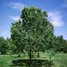 Castanea Dentata American Chesnut 2 in. Caliper Container