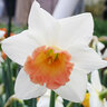 Narcissus Bulb Large Cup Accent Daffodil Each