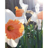 Narcissus Bulb Large Cup Accent Daffodil Each