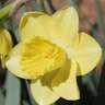 Narcissus Bulb Large Cup Cairngorm Daffodil