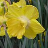 Narcissus Bulb Large Cup Cairngorm Daffodil