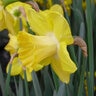 Narcissus Bulb Large Cup Cairngorm Daffodil