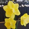 Narcissus Bulb Large Cup Cairngorm Daffodil