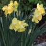 Narcissus Bulb Large Cup Cairngorm Daffodil