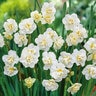 Narcissus Bulb Bunch Flowering Cheerfulness Daffodil
