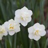 Narcissus Bulb Bunch Flowering Cheerfulness Daffodil

