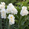 Narcissus Bulb Bunch Flowering Cheerfulness Daffodil
