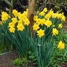 Narcissus Bulb Trumpet Dutch Master Daffodil Each