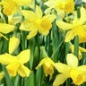 Narcissus Bulb Miniature February Gold Rockgarden Daffodil