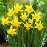 Narcissus Bulb Miniature February Gold Rockgarden Daffodil