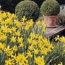Narcissus Bulb Miniature February Gold Rockgarden Daffodil