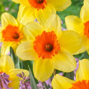 Narcissus Bulb Large Cup Fortissimo Daffodil Each