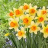 Narcissus Bulb Large Cup Fortissimo Daffodil