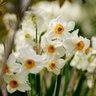 Narcissus Bulb Bunch Flowering Geranium Daffodil Each