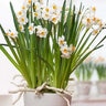 Narcissus Bulb Bunch Flowering Geranium Daffodil Each