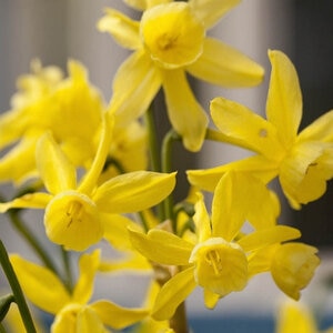Narcissus Bulb Miniature Hawera Rockgarden Daffodil
