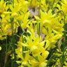 Narcissus Bulb Miniature Hawera Rockgarden Daffodil