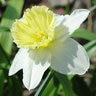Narcissus Bulb Large Cup Ice Follies Daffodil Each