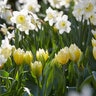 Narcissus Bulb Large Cup Ice Follies Daffodil Each