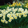 Narcissus Bulb Large Cup Ice Follies Daffodil Each