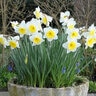 Narcissus Bulb Large Cup Ice Follies Daffodil Each