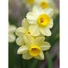 Narcissus Bulb Miniature Minnow Rockgarden Daffodil